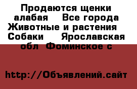 Продаются щенки алабая  - Все города Животные и растения » Собаки   . Ярославская обл.,Фоминское с.